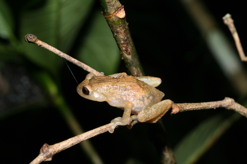 Boulenger's Climbing Frog