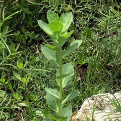 Euphorbia marginata