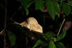 Palleon nasus