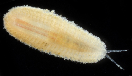 Representative image of Pholoe