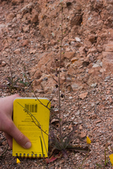 Streptanthus glandulosus glandulosus