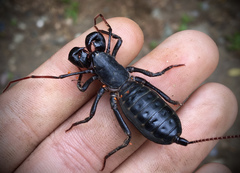 Mastigoproctus cinteotl