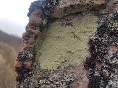 Chrysothrix chlorina