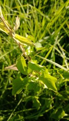 Calystegia sepium roseata