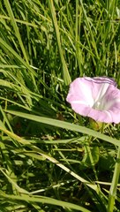 Calystegia sepium roseata