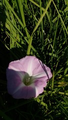 Calystegia sepium roseata