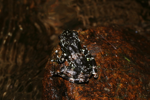 Mantidactylus cowanii