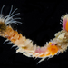 Cemented Sandmason Tubeworm - Photo (c) smithsonian_marinegeo, some rights reserved (CC BY-NC-SA), uploaded by smithsonian_marinegeo