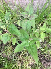 Monarda bradburiana