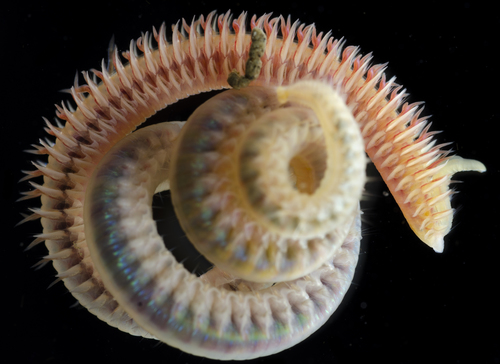 Representative image of Laonice