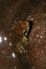 Mantidactylus grandidieri