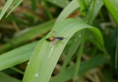 Allantus rufocinctus