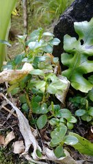 Peperomia urvilleana