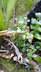 Peperomia urvilleana