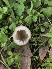Psathyrella longipes image