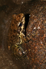 Mantidactylus grandidieri