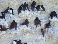 Leucocarbo magellanicus