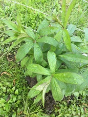 Veronicastrum virginicum