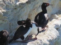 Leucocarbo magellanicus