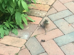 Passer domesticus
