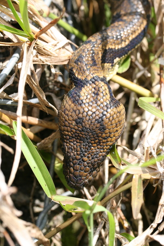 Photo of a Sanzinia (Sanzinia madagascariensis)