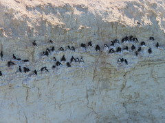 Leucocarbo magellanicus