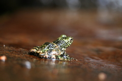 Mantidactylus lugubris