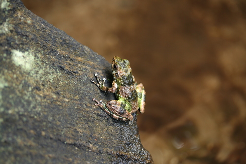Mantidactylus lugubris
