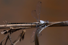 Austroargiolestes calcaris