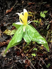 Trillium luteum