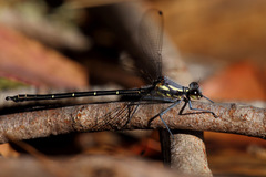 Austroargiolestes calcaris