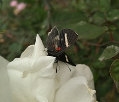 Melanis leucophlegma