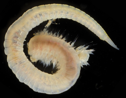 Representative image of Glycinde