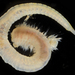 Glycinde - Photo (c) smithsonian_marinegeo, some rights reserved (CC BY-NC-SA), uploaded by smithsonian_marinegeo