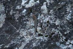 Trachylepis gravenhorstii