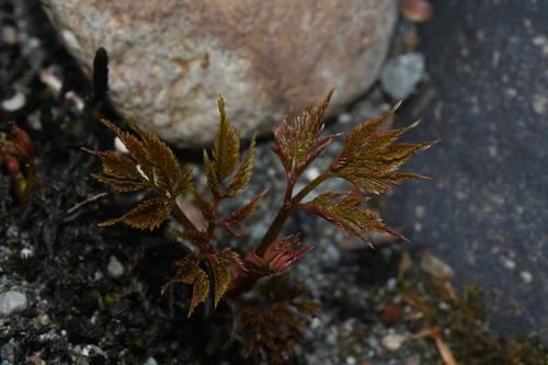 Aruncus dioicus iNat (3)