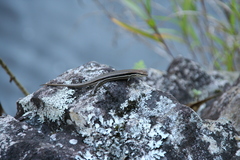 Trachylepis gravenhorstii