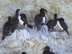 Leucocarbo magellanicus