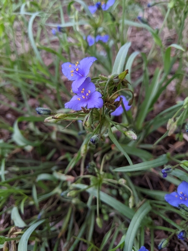 Image of Tradescantia pedicellata by (c) Alison Northup, some rights reserved (CC BY)