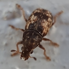 Trigonorhinus