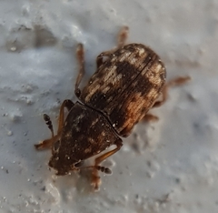 Trigonorhinus