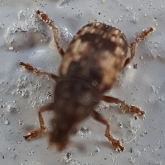 Trigonorhinus