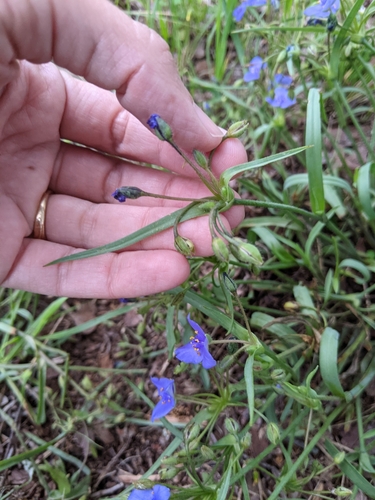 Image of Tradescantia pedicellata by (c) Alison Northup, some rights reserved (CC BY)
