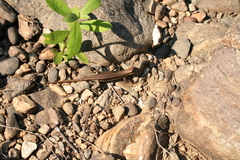 Trachylepis gravenhorstii