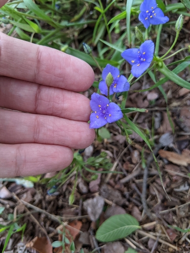 Image of Tradescantia pedicellata by (c) Alison Northup, some rights reserved (CC BY)