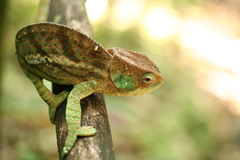 Calumma oshaughnessyi