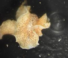 Enchiridium punctatum
