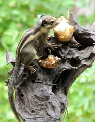 Tamiops mcclellandii