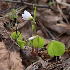 Oxalis acetosella
