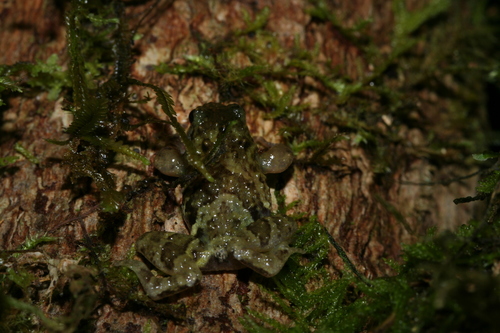 Moramora Climbing Frog, Anodonthyla moramora